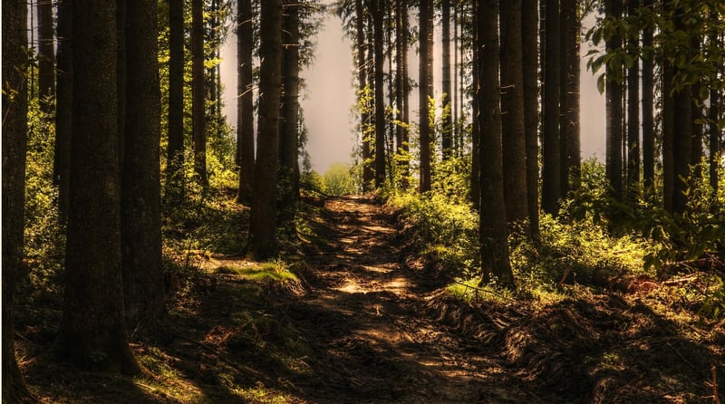 Sunlight in Forest